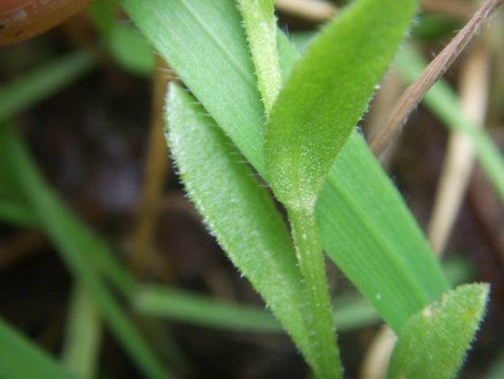 Composita stolonifera - Calendula arvensis