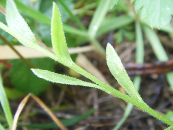 Composita stolonifera - Calendula arvensis