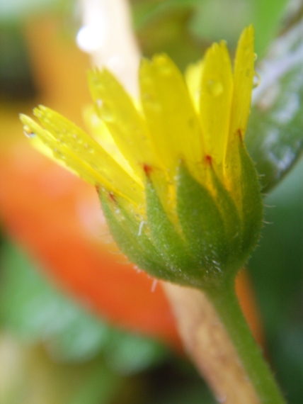 Composita stolonifera - Calendula arvensis