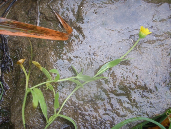 Composita stolonifera - Calendula arvensis