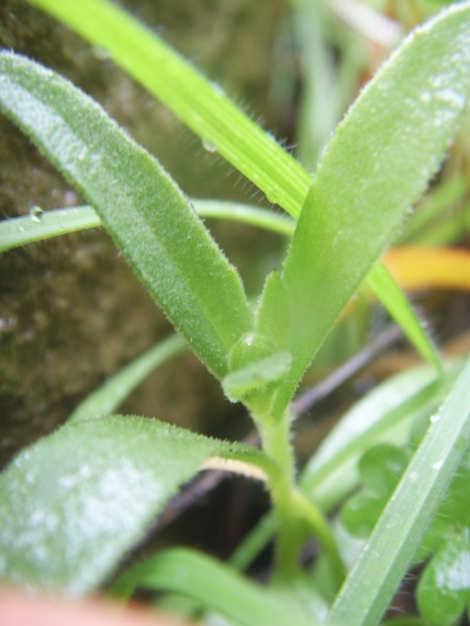 Composita stolonifera - Calendula arvensis