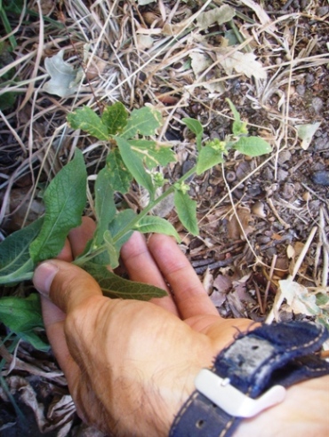 Rosetta basale di Verbascum ?no, Inula conyzae