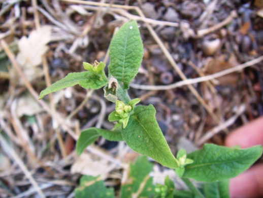 Rosetta basale di Verbascum ?no, Inula conyzae