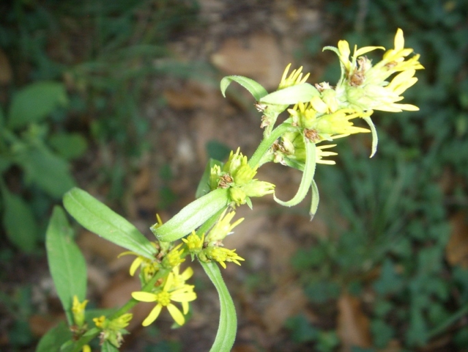 Solidago virgaurea