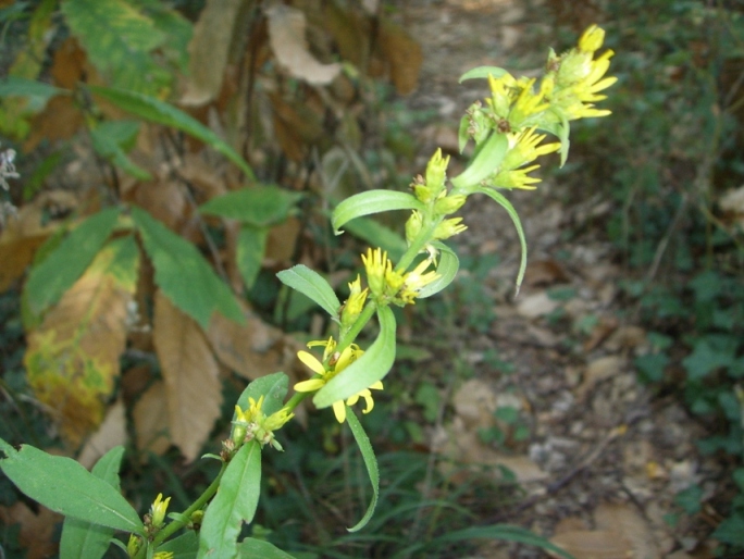 Solidago virgaurea