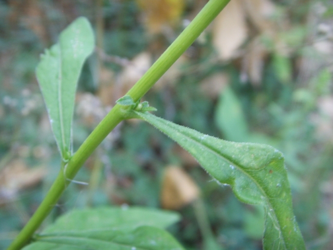 Solidago virgaurea