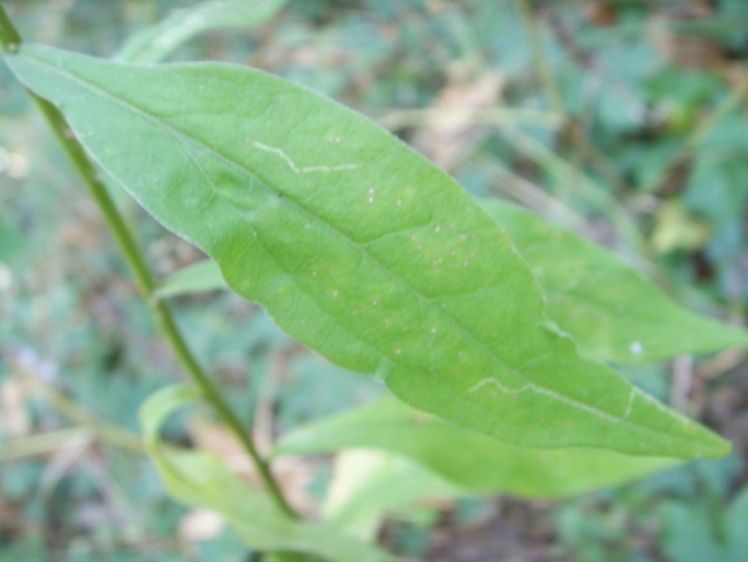 Solidago virgaurea