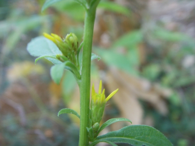 Solidago virgaurea