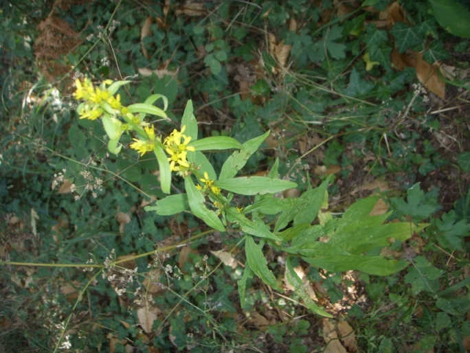 Solidago virgaurea