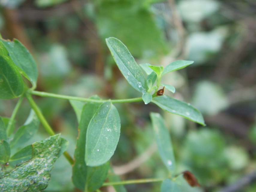 Hypericum perforatum