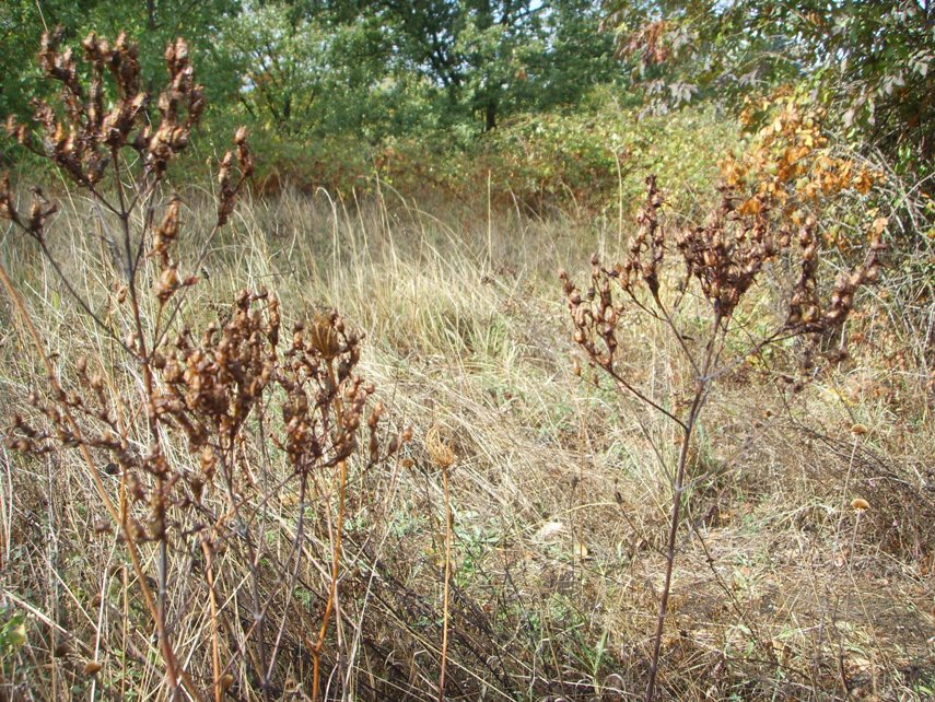 Hypericum perforatum