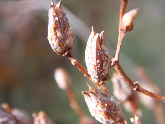 Hypericum perforatum