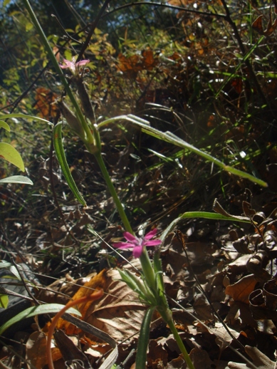 Cariofillacea ? - Dianthus armeria