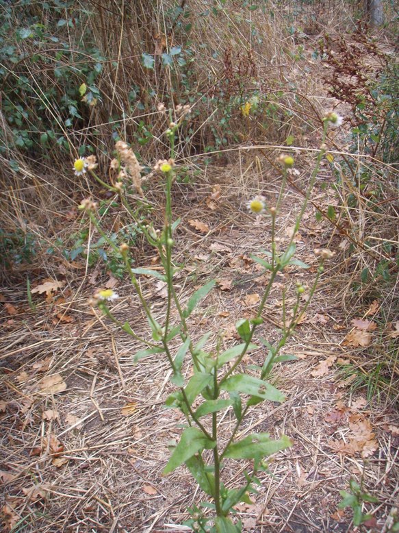 Symphyotrichum lanceolatum ?