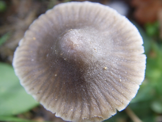 Mycena - Entoloma o Mycena ?