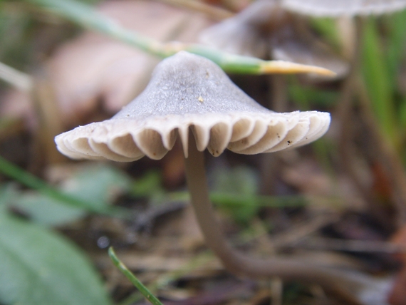 Mycena - Entoloma o Mycena ?