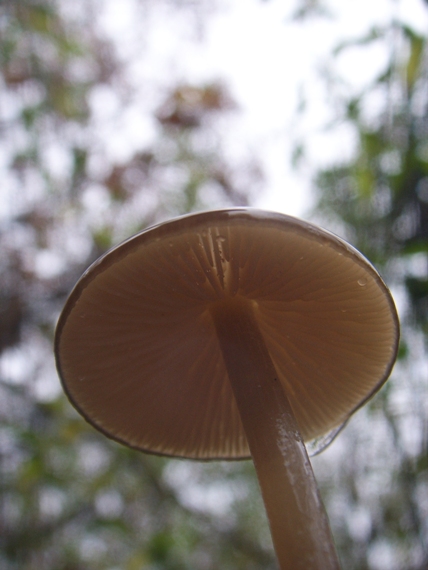 Lucidi funghi foschi