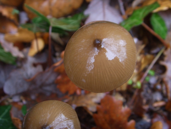 Lucidi funghi foschi