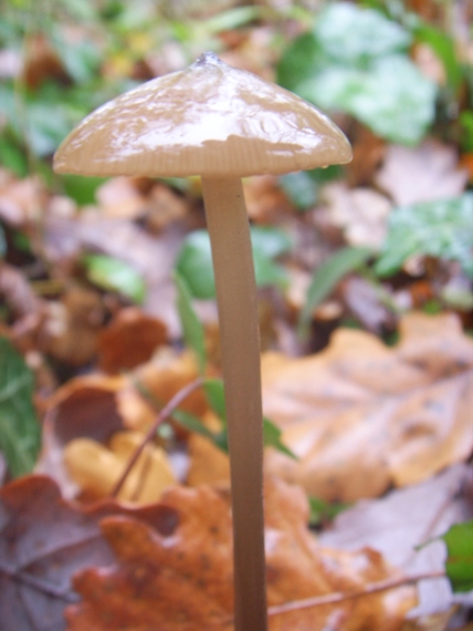 Lucidi funghi foschi