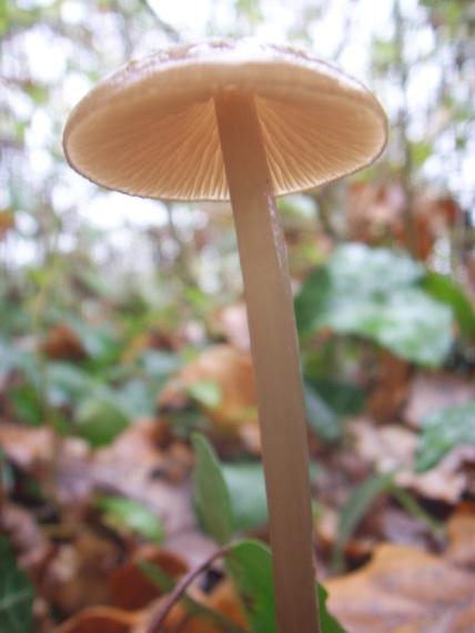 Lucidi funghi foschi