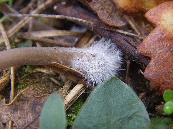 Mycena - Entoloma o Mycena ?