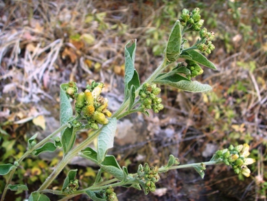 Rosetta basale di Verbascum ?no, Inula conyzae