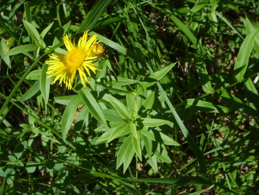 Rosetta basale di Verbascum ?no, Inula conyzae