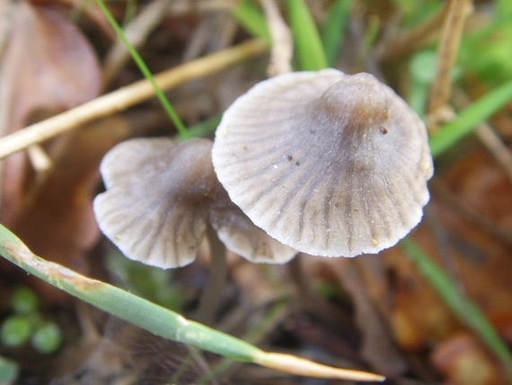 Mycena - Entoloma o Mycena ?