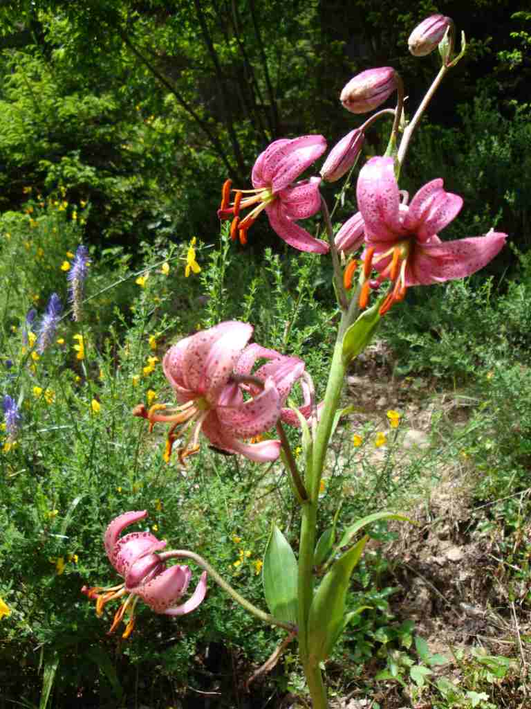 Lilium martagon L.