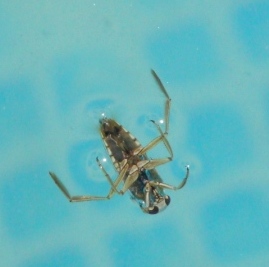 Notonecta sp.