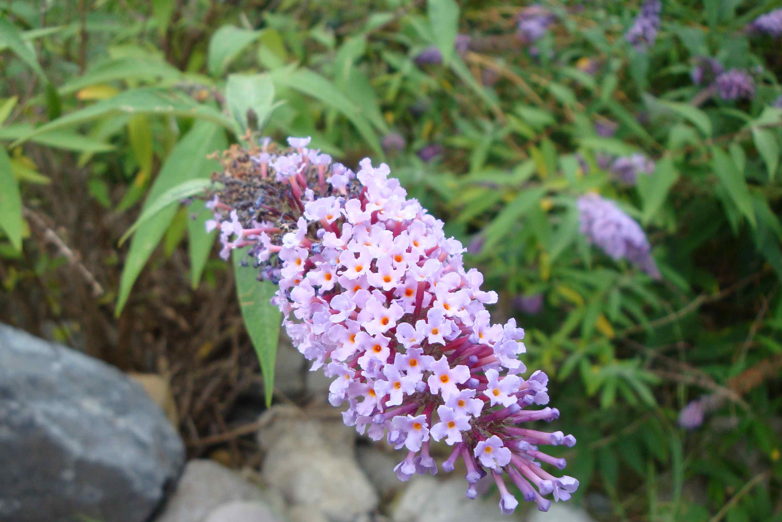 Buddleja davidii / Buddleja