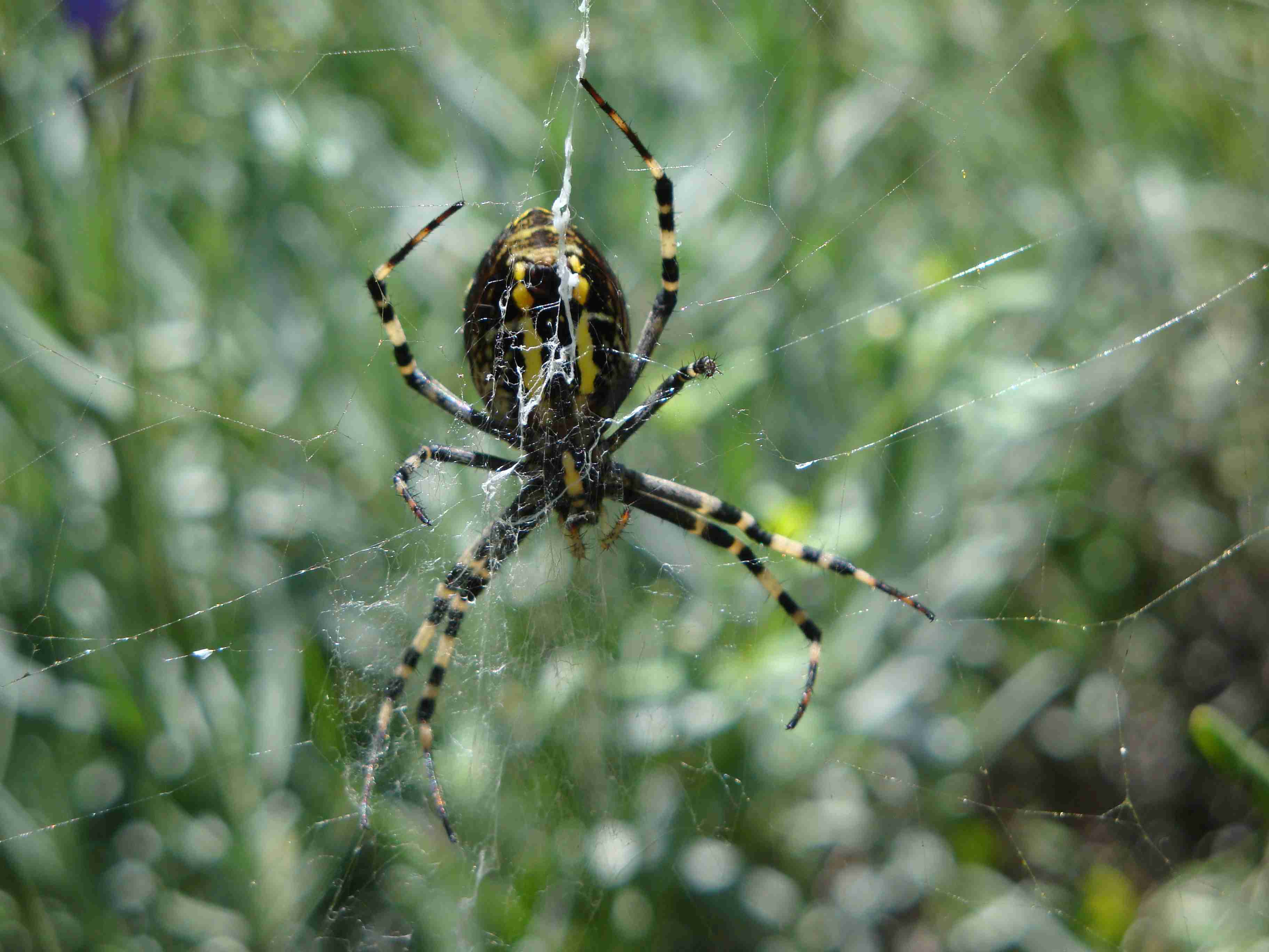 Argiope bruennichi