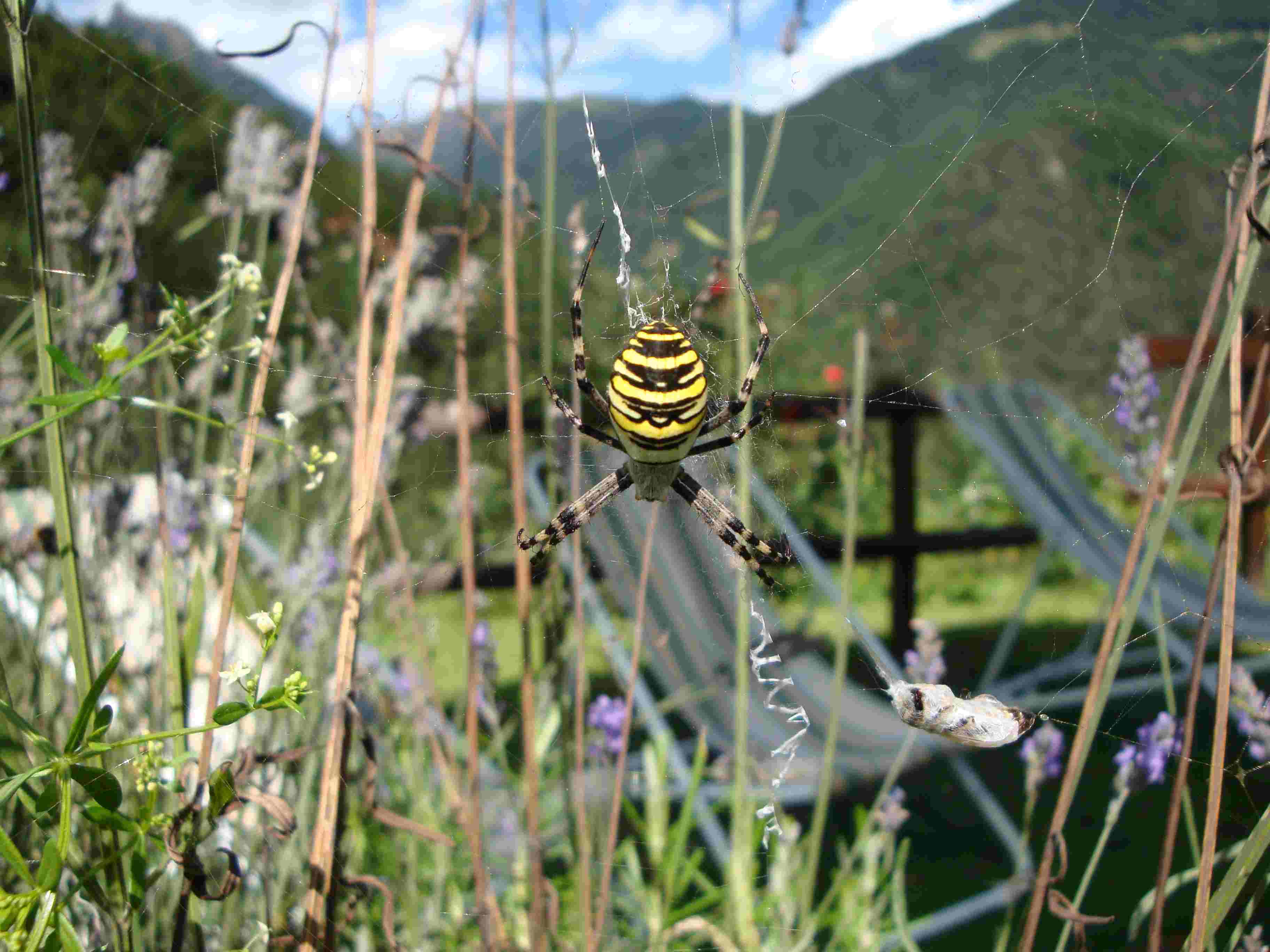 Argiope bruennichi