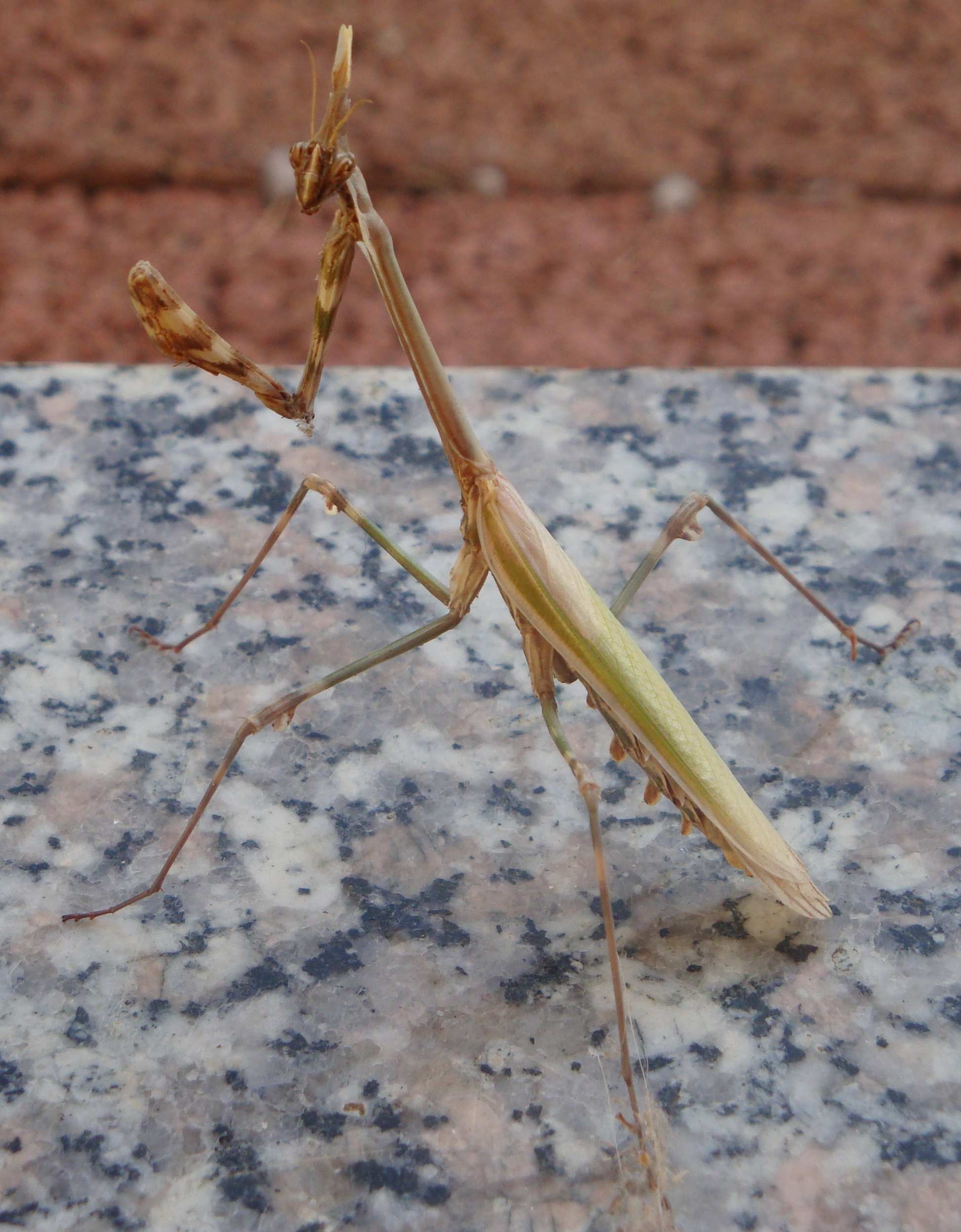 Empusa pennata (femmina)