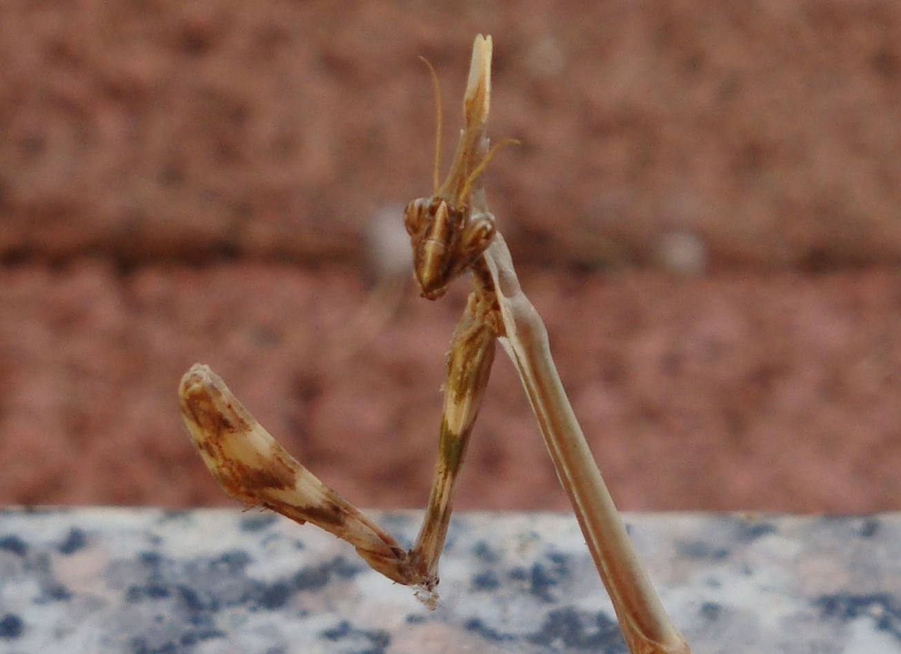 Empusa pennata (femmina)