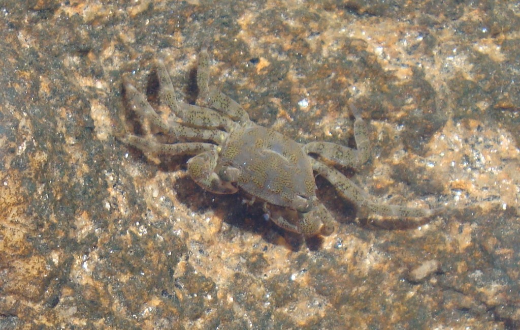 Pachygrapsus marmoratus