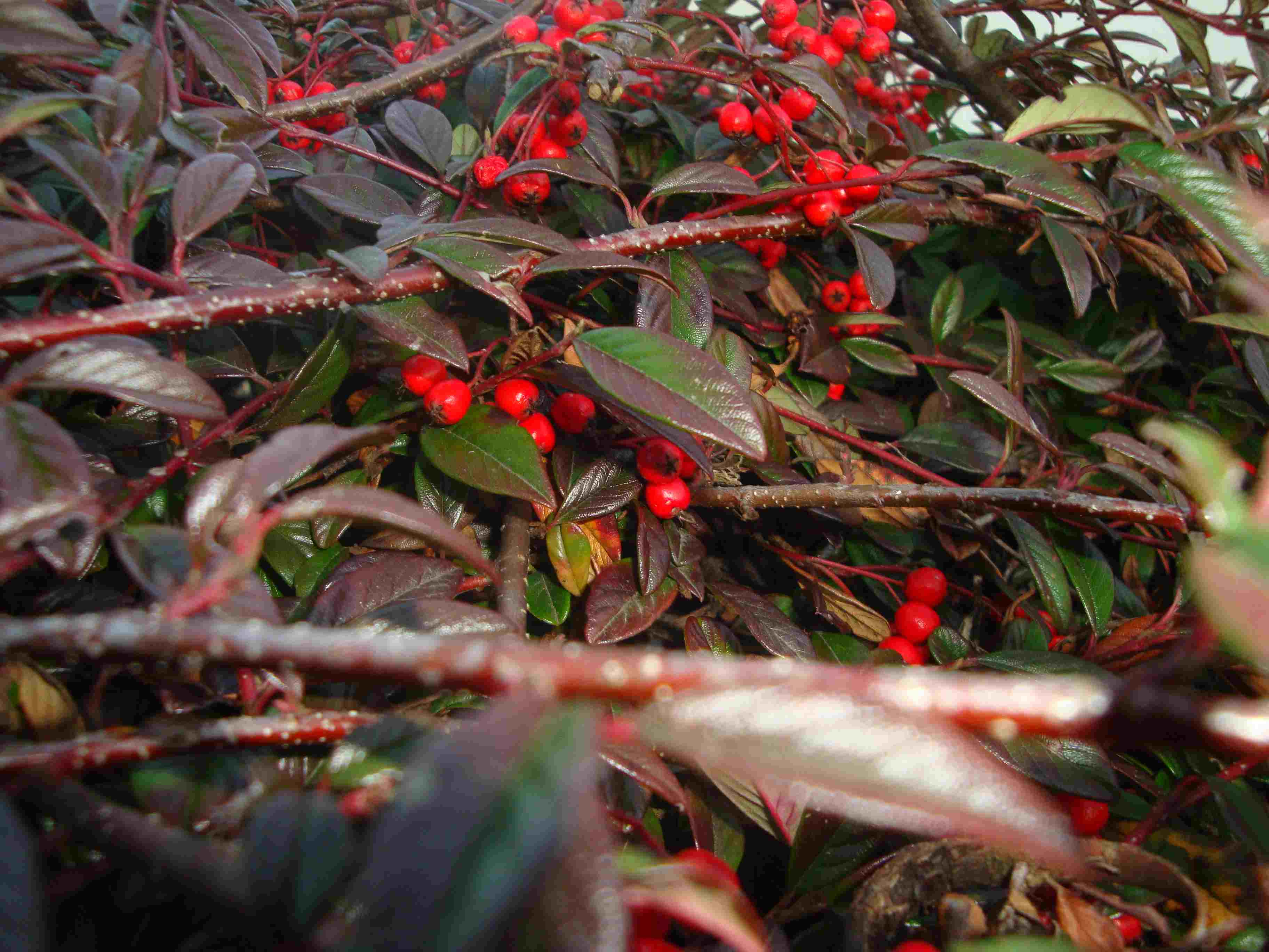 Da determinare - Cotoneaster sp.