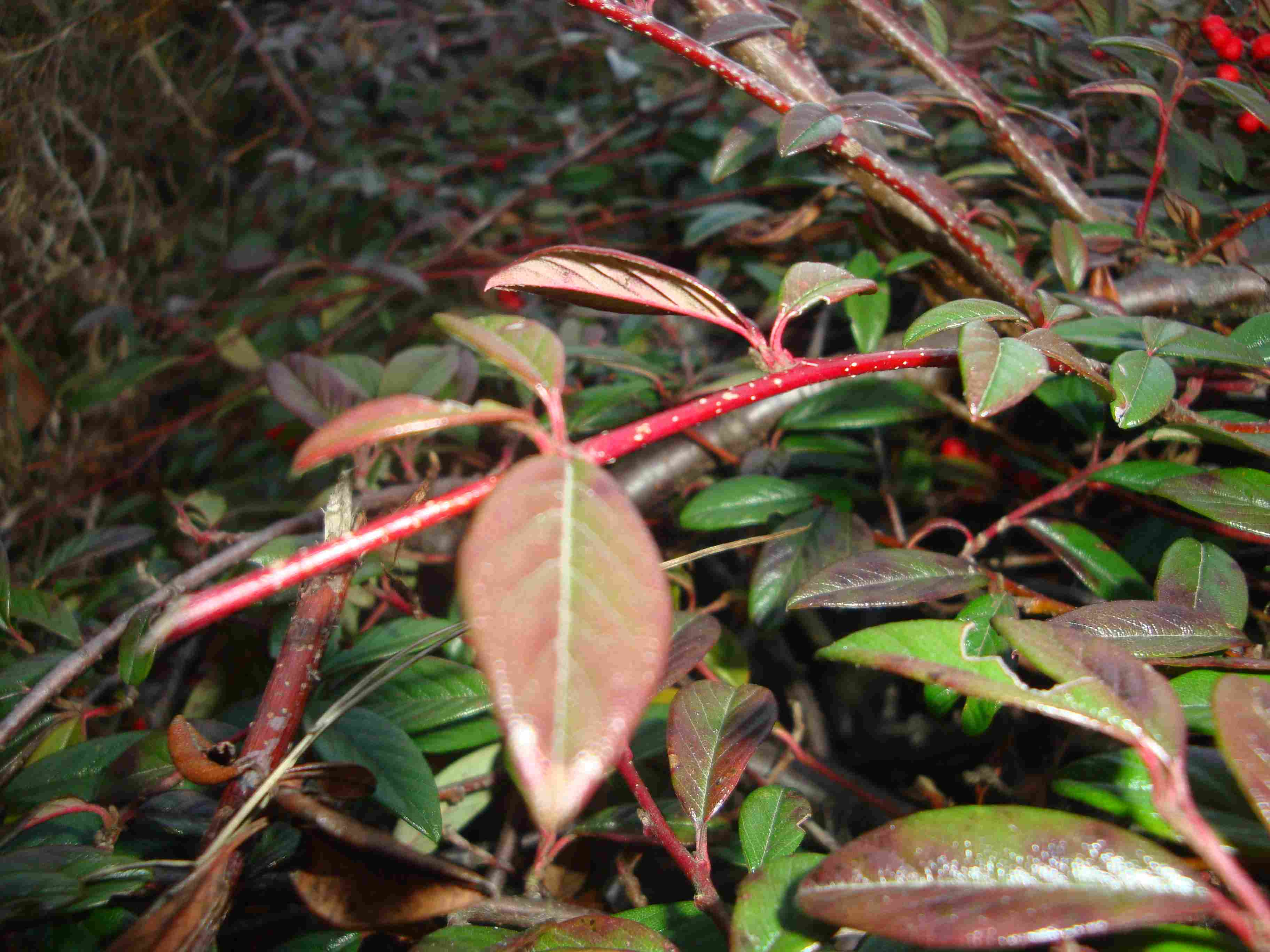 Da determinare - Cotoneaster sp.