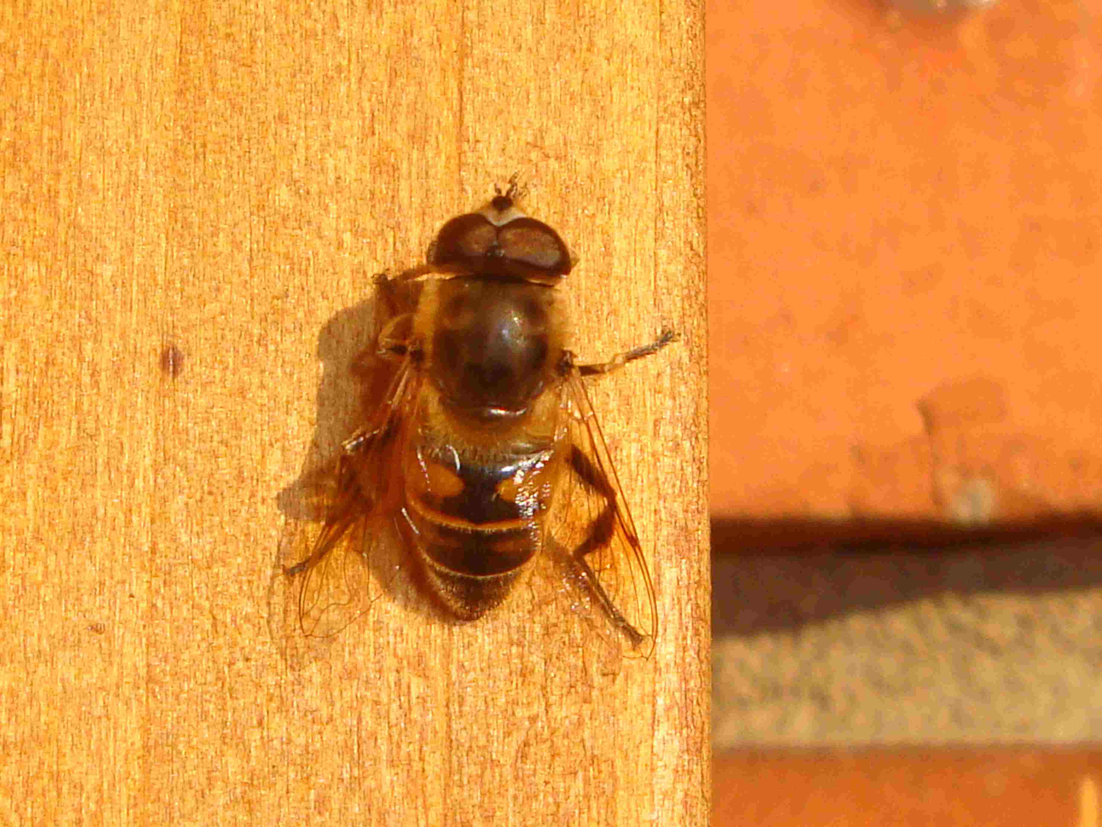 Eristalis tenax