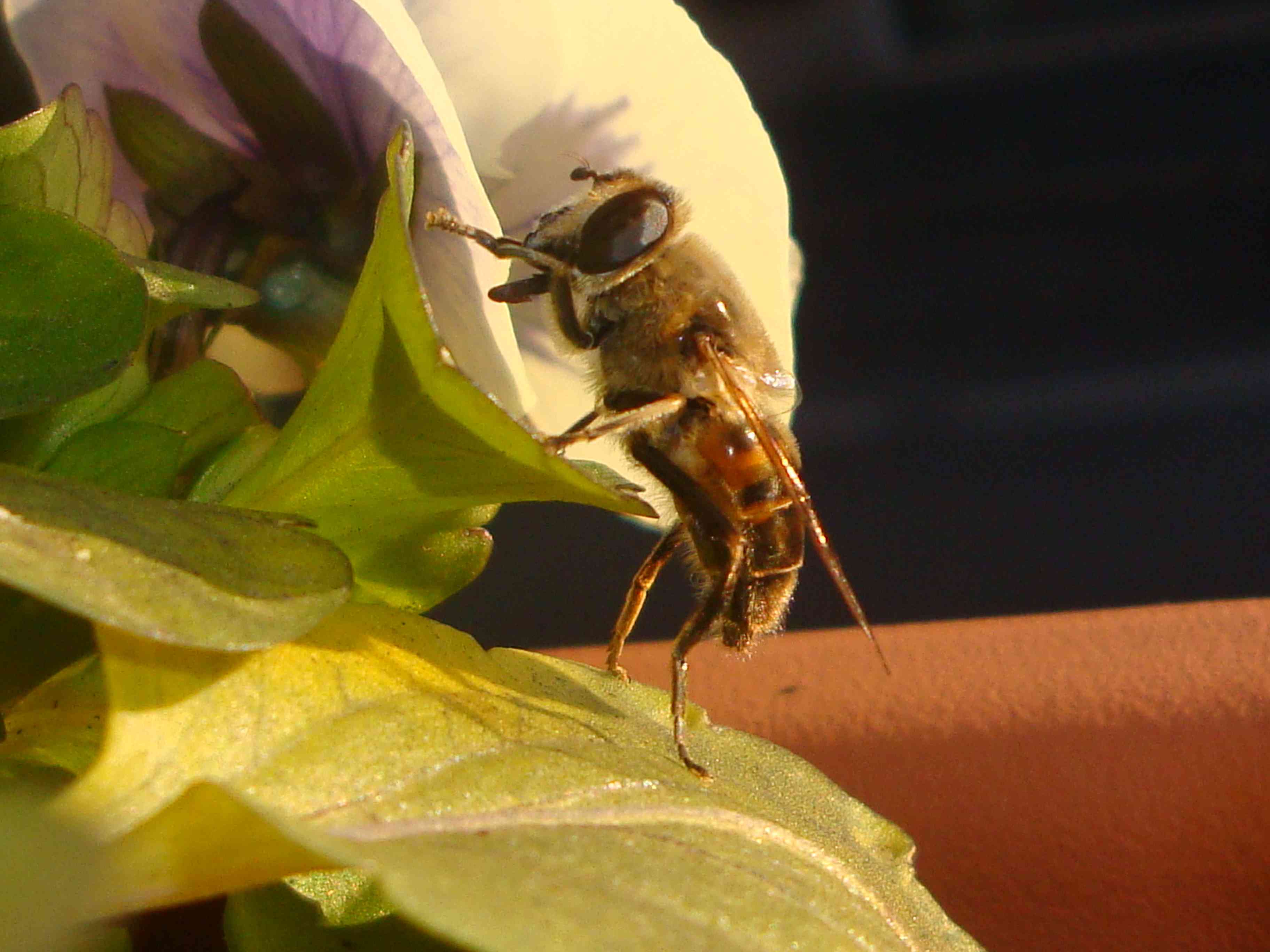 Eristalis tenax