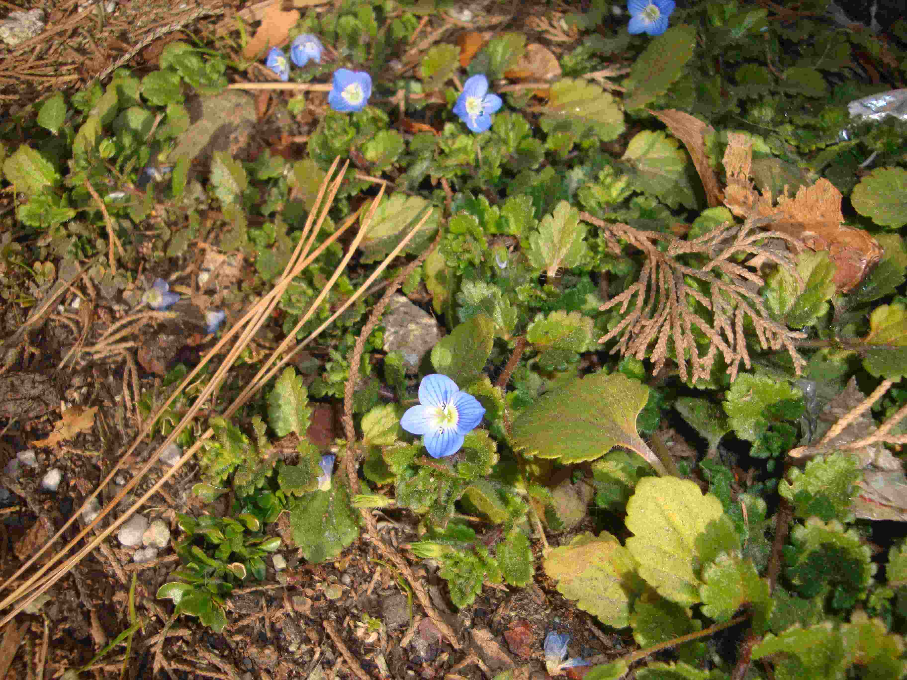 Veronica persica ?