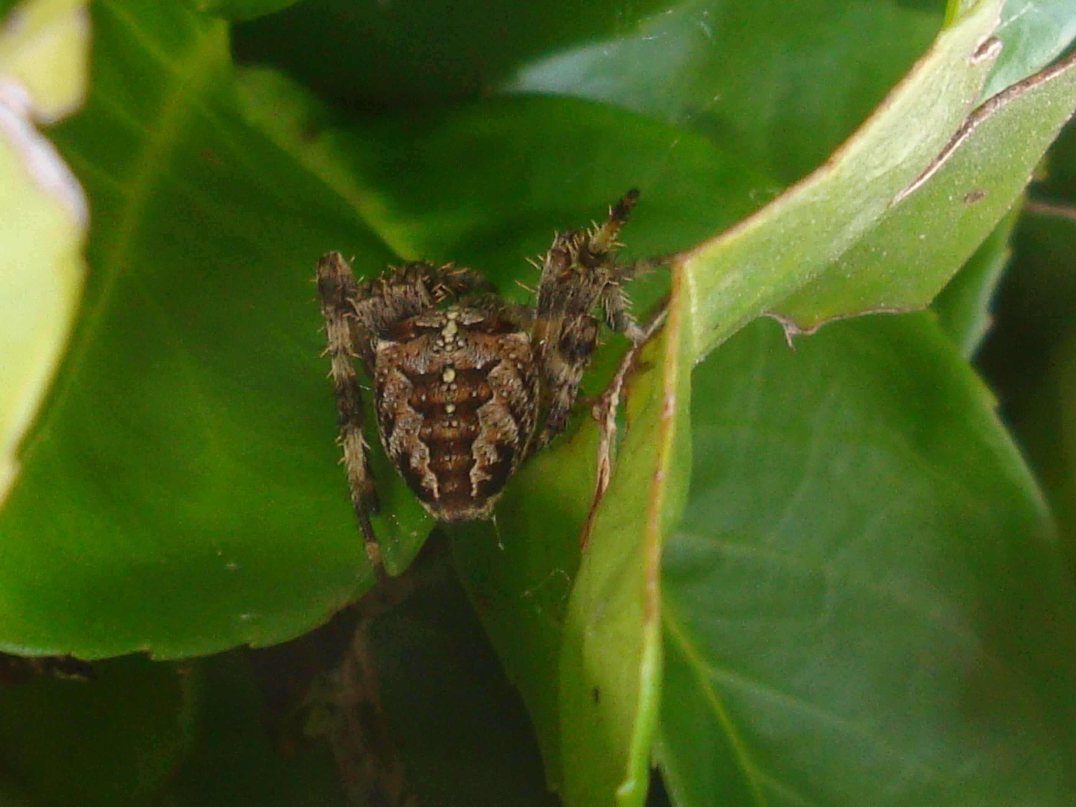 Araneus diadematus