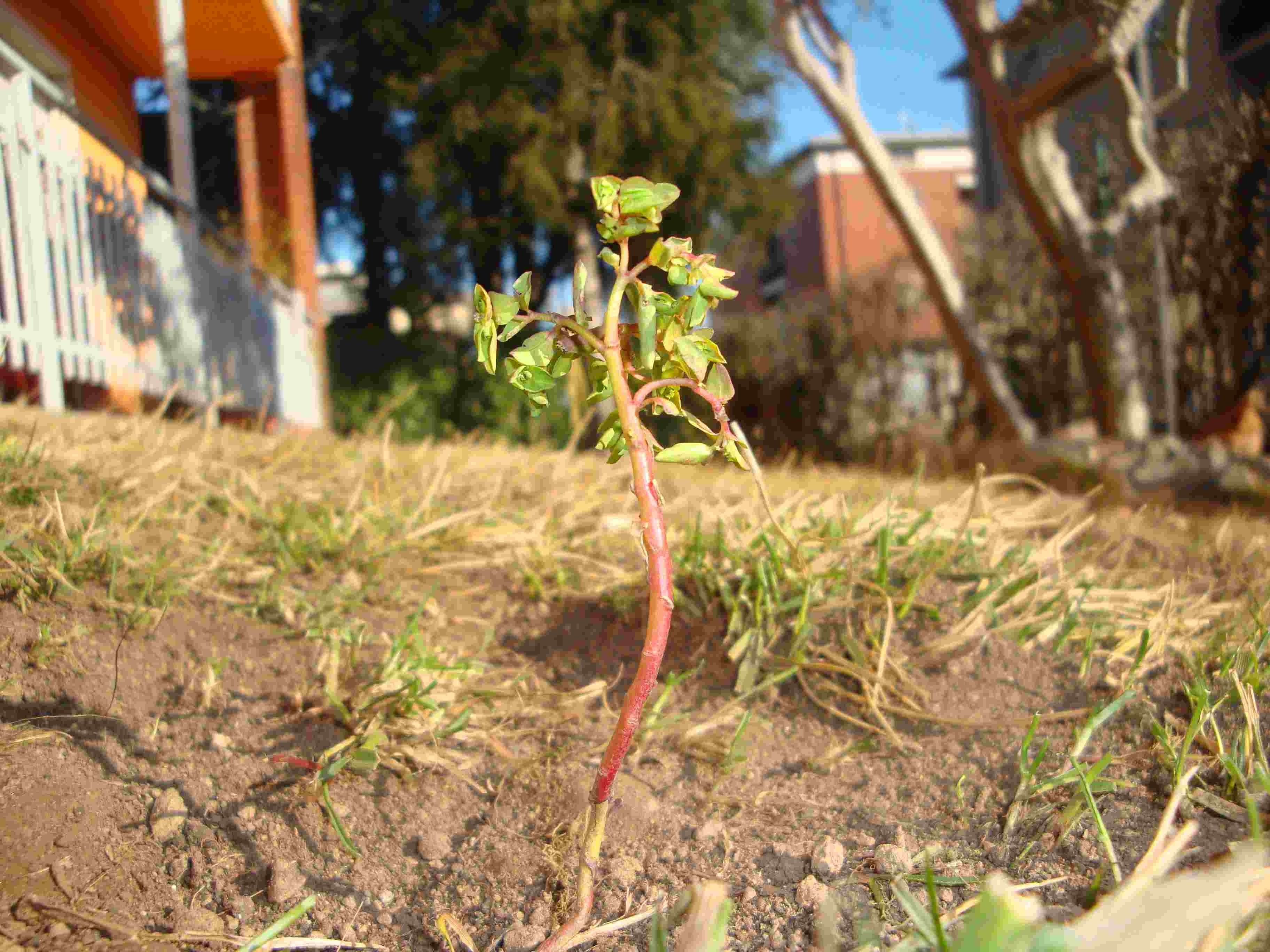 Euphorbia peplus