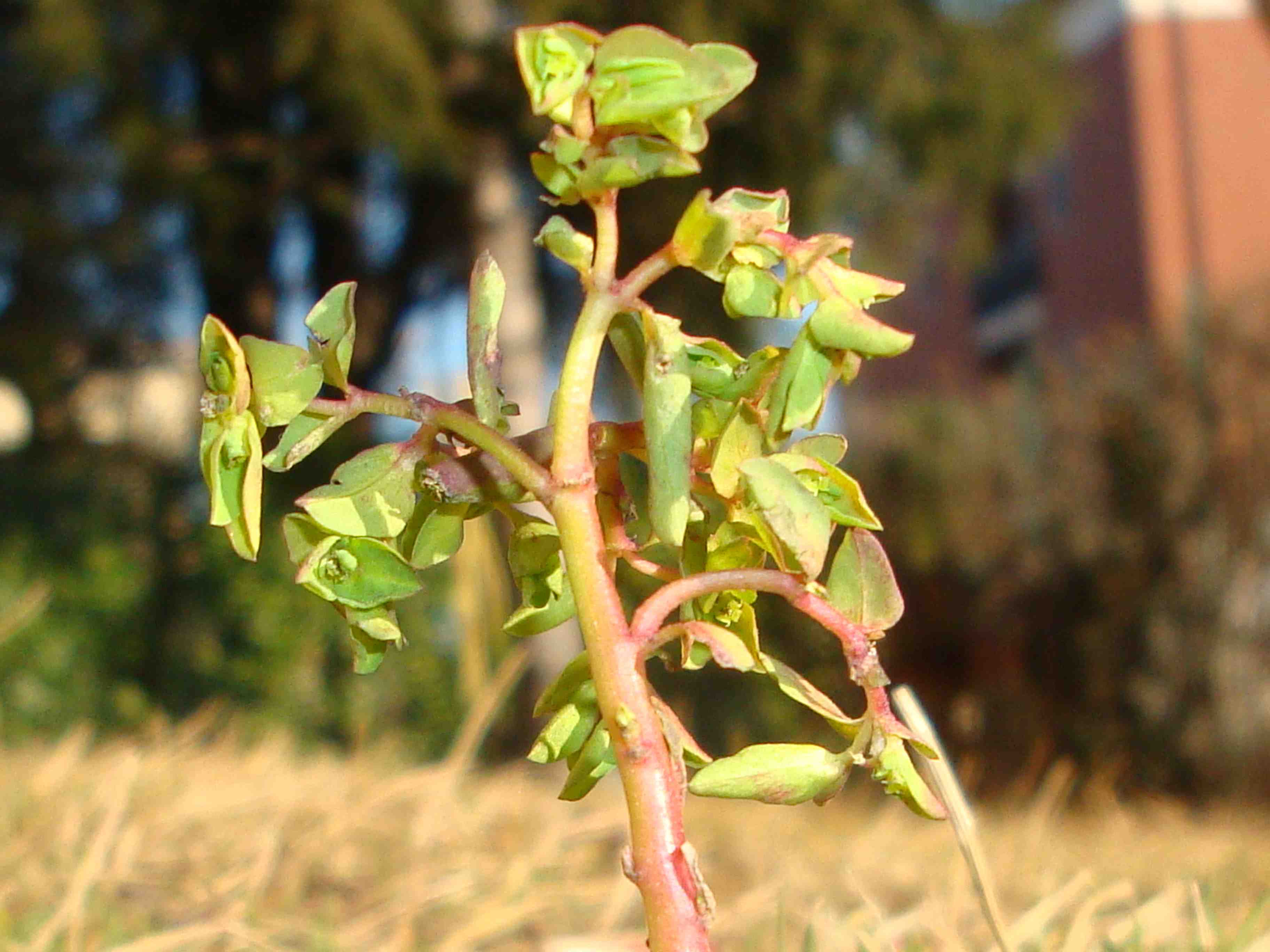 Euphorbia peplus