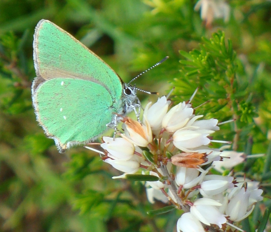 Callophrys rubi