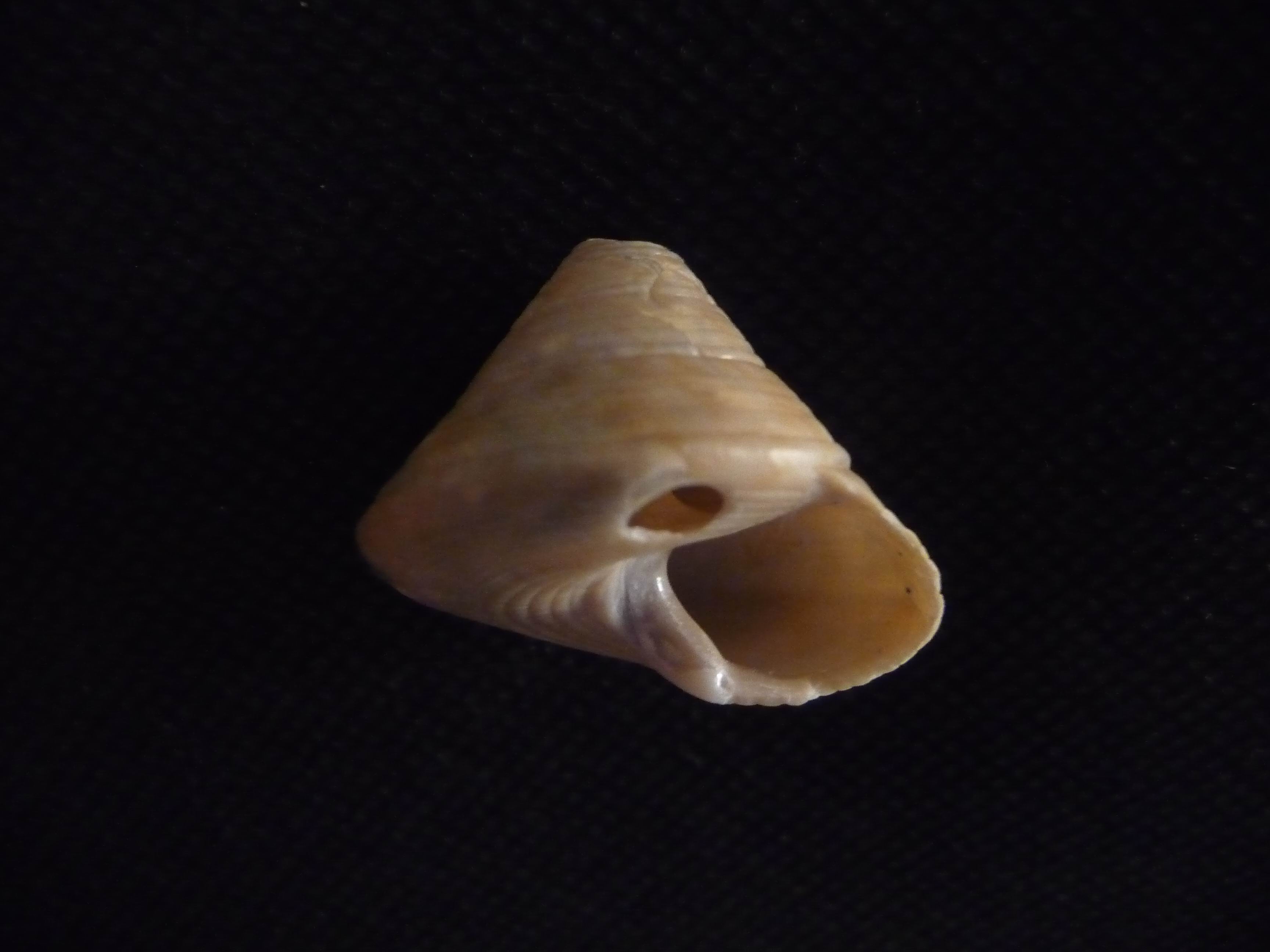 Calliostoma zizyphinum