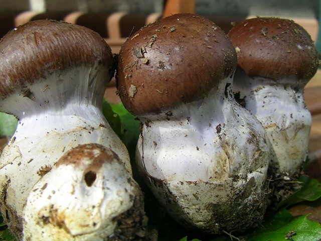 Chiedo conferma di 2 funghi facili