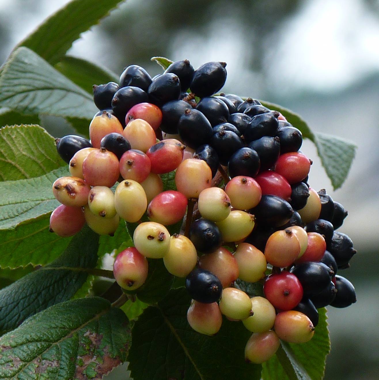 Viburnum lantana