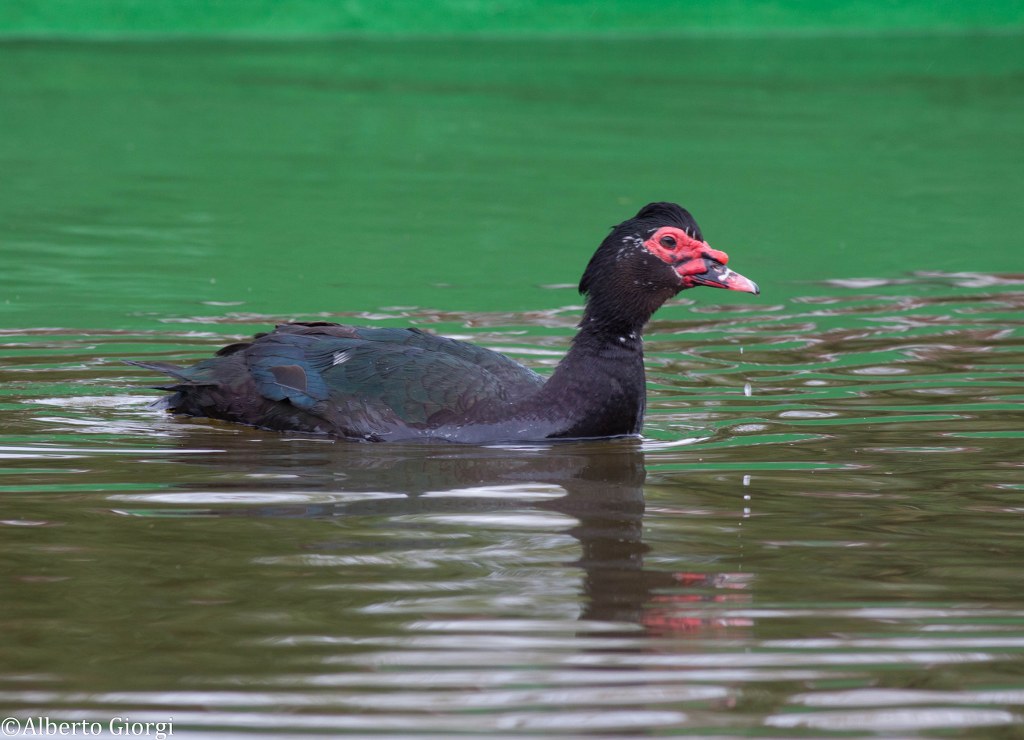 Identificazione uccello