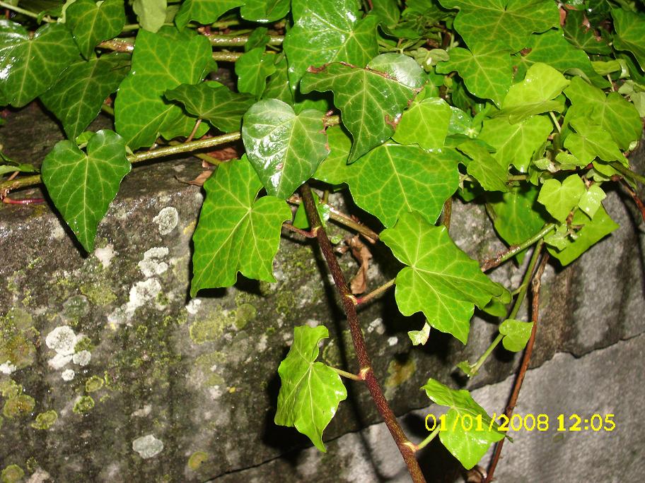 Hedera helix